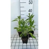GRDplanten 6x Zonnehoed - Echinacea purp. Sunrise" | 9x9 cm pot
