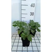 GRDplanten 6x Dovenetel - Lamium orvala | 9x9 cm pot