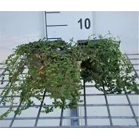 GRDplanten 6x Herniaria - Herniaria glabra | 9x9 cm pot