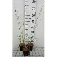 GRDplanten 6x Smilacina - Smilacina racemosa | 9x9 cm pot