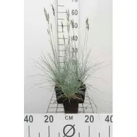 GRDplanten 6x Zwenkgras - Festuca glauca 'Elijah Blue' | 9x9 cm pot
