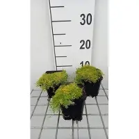 GRDplanten 6x Struiksalie - Sagina sub 'Lime Moss' | 9x9 cm pot