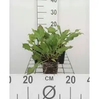 GRDplanten 6x Duizenknoop - Persicaria ampl. 'Rosea' | 9x9 cm pot