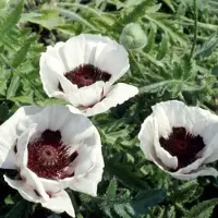 GRDplanten 6x Oosterse papaver - Papaver or. 'Perry's White' | 9x9 cm pot