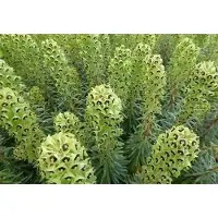 GRDplanten 6x Wolfsmelk - Euphorbia char. 'Black Pearl' | 9x9 cm pot