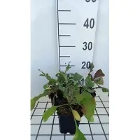 GRDplanten 6x Cephalaria - Cephalaria gigantea | 9x9 cm pot