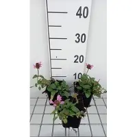 GRDplanten 6x Brunel - Prunella grand. 'Pink Loveliness' | 9x9 cm pot