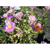 GRDplanten 6x Aster - Aster n.b. 'Sarah Ballard' | 9x9 cm pot
