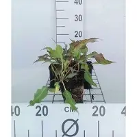 GRDplanten 6x Duizenknoop - Persicaria ampl. 'Dark Red' | 9x9 cm pot