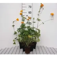 GRDplanten 6x Kogelbloem - Trollius chin. 'Golden Queen' | 9x9 cm pot