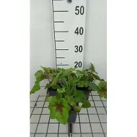 GRDplanten 6x Schuimklokje - Heucherella hybr. 'Art Nouveau' | 9x9 cm pot