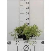 GRDplanten 6x Vlambloem - Phlox (s) 'Moerheimii' | 9x9 cm pot