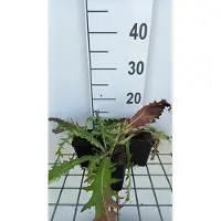 GRDplanten 6x Cirsium - Cirsium riv. 'Trevor's Blue Wonder' | 9x9 cm pot