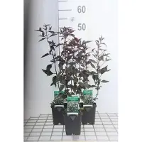 GRDplanten 6x Leverkruid - Eupatorium rug. Chocolat" | 9x9 cm pot