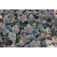 GRDplanten 6x Damastbloem - Heuchera hybr. 'Binoche' | 9x9 cm pot