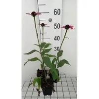 GRDplanten 6x Zonnehoed - Echinacea purp. Little Magnus' | pot 9 x 9 cm