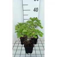GRDplanten 6x Ruit - Thalictrum hybr. 'Black Stockings' | 9x9 cm pot