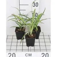 GRDplanten 6x Afrikaanse lelie - Agapanthus africanus | 9x9 cm pot