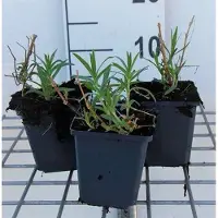 GRDplanten 6x Gipskruid - Gypsophila pan. 'Schneeflocke' | 9x9 cm pot