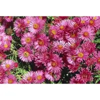 GRDplanten 6x Aster - Aster n.a. 'Andenken An A. Pötschke' | 9x9 cm pot
