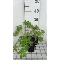 GRDplanten 6x Ooievaarsbek - Geranium hybr. 'Spinners' | 9x9 cm pot