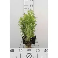 GRDplanten 6x Guldenroede - Solidago hybr. 'Goldkind' ('golden baby') | 9x9 cm pot