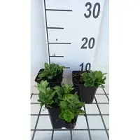 GRDplanten 6x Vlambloem - Phlox stol. 'Alba' | 9x9 cm pot