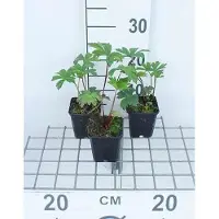 GRDplanten 6x Zeeuws knoopje - Astrantia maj. 'Rubra' | 9x9 cm pot