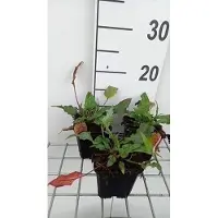 GRDplanten 6x Duizenknoop - Persicaria ampl. 'Pink Elephant' | 9x9 cm pot