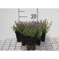 GRDplanten 6x Citroentijm - Thymus citr. 'Silver Queen' ('argenteus') | 9x9 cm pot