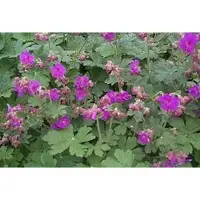 GRDplanten 6x Geranium - Geranium macr. 'Bevan's Variety' | 9x9 cm pot