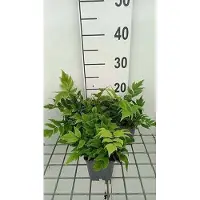 GRDplanten 6x Jzervaren 'Clivicola' - Cyrtomium fort. 'Clivicola' | 9x9 cm pot