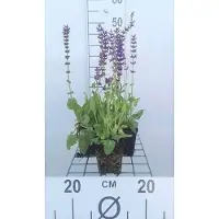GRDplanten 6x Struiksalie - Salvia nem. 'Mainacht' ('maynight') | 9x9 cm pot
