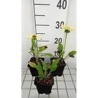 GRDplanten 6x Zonnehoed - Echinacea purp. Chiquita' | pot 9 x 9 cm