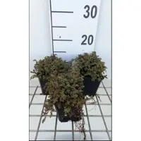 GRDplanten 6x Stekelnootje - Acaena inermis 'Purpurea' | 9x9 cm pot