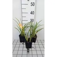 GRDplanten 6x Daglelie - Hemerocallis hybr. 'On And On' | 9x9 cm pot