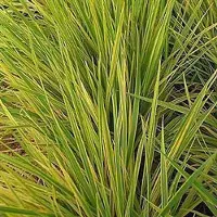 Brandless 6 x *Alopecurus pratensis* 'Aureovariegatus' - Goudkleurige schubbige weegbree - Pot 9x9 cm