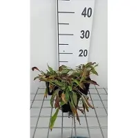 GRDplanten 6x Koeienoog - Buphthalmum salicifolium | 9x9 cm pot