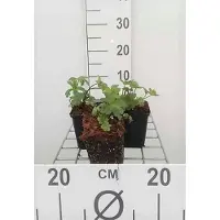 GRDplanten 6x Zeeuws knoopje - Astrantia maj. 'Lars' | 9x9 cm pot