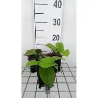 GRDplanten 6x Trachystemon - Trachystemon orientalis | 9x9 cm pot