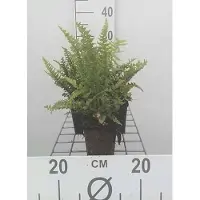 GRDplanten 6x Schildvaren, Geschubde Mannetjes Varen, Smalle Goudschubvaren, Geschubde Niervaren - Dryopteris aff. 'Pinderi' | 9x9 cm pot