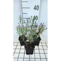 GRDplanten 6x Aster - Aster eric. 'Blue Wonder' | 9x9 cm pot