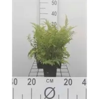 GRDplanten 6x Zachte Naaldvaren 'Dahlem' , Zachte Schildvaren - Polystichum set. 'Dahlem' | 9x9 cm pot