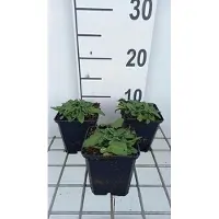 GRDplanten 6x Ezelsoor - Stachys off. 'Ukkie' | 9x9 cm pot