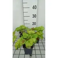 GRDplanten 6x Purperklokje - Heuchera hybr. 'Tiramisu' | 9x9 cm pot