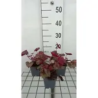 GRDplanten 6x Purperklokje - Heuchera hybr. 'Georgia Peach' | 9x9 cm pot