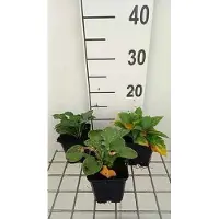 GRDplanten 6x Funkia - Hosta ventricosa | 9x9 cm pot