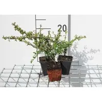 GRDplanten 12x Dwergmispel - Cotoneaster suec. 'Skogholm' | 9x9 cm pot
