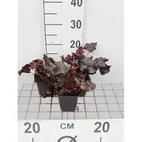 GRDplanten 6x Purperklokje - Heuchera hybr. 'Obsidian' | 9x9 cm pot