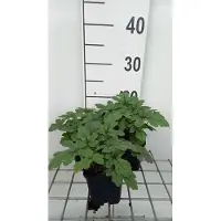 GRDplanten 6x Perzische muts - Tiarella hybr. 'Pink Skyrocket' | 9x9 cm pot